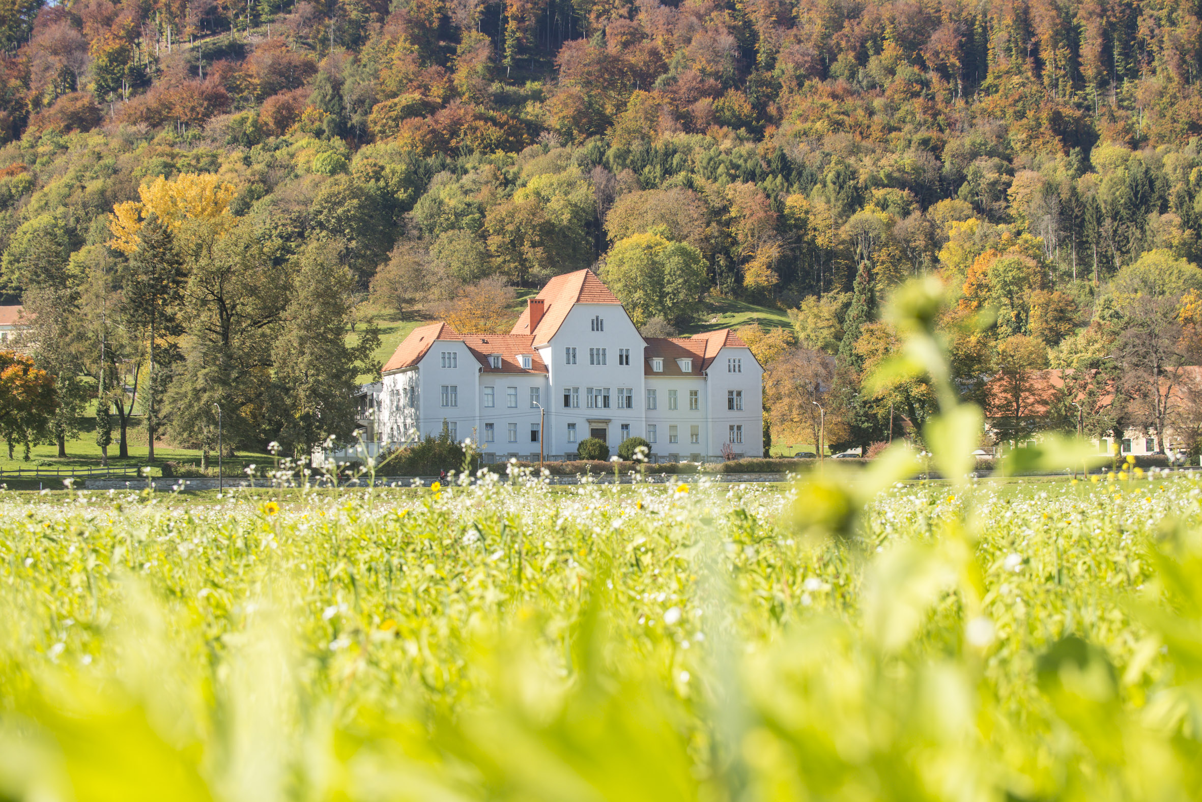 Volksbefragung Wetzelsdorf stimmt ab Stadtportal der